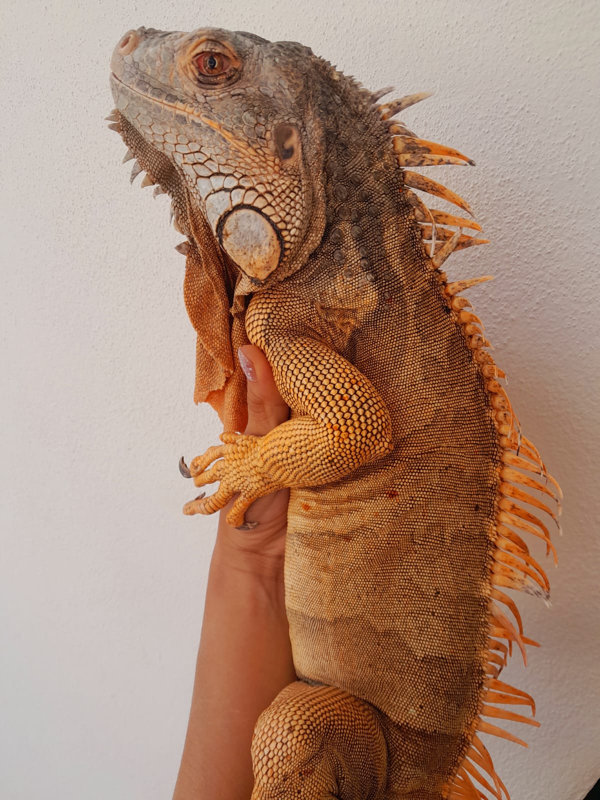 Iguana roja